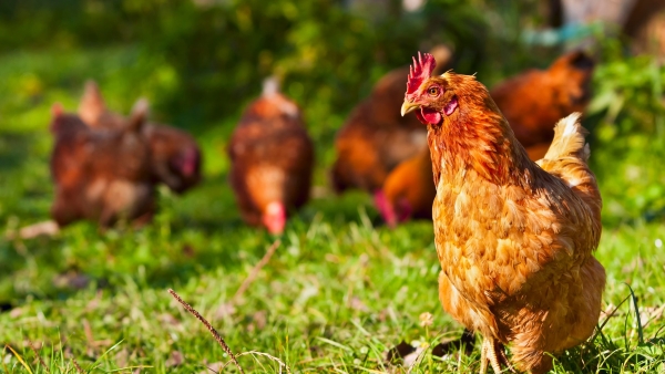 Le nombre d’élevages recule en dix ans, sauf en poules pondeuses 