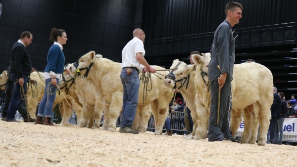 Fête du charolais : « Une jeunesse qui donne de l’élan »