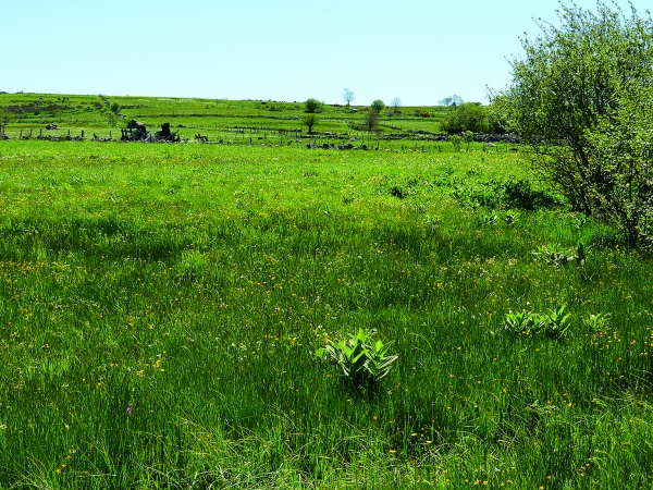 Prairies sensibles : des solutions en vue pour les éleveurs 