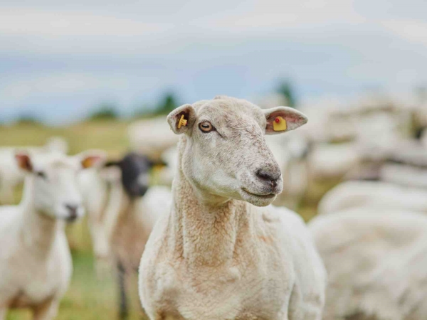 Abattage d'ovins en baisse, prix record de l'agneau en 2024