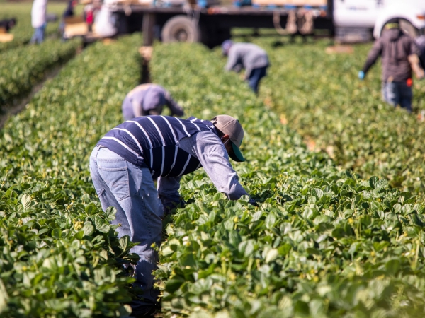 L’emploi agricole augmente en 2022 