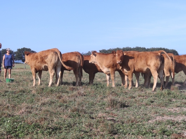 Une conduite du troupeau limousin sans cesse affinée