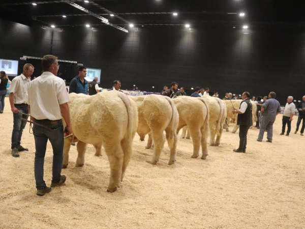 « Tout sera fait pour que la Fête du charolais ait lieu »