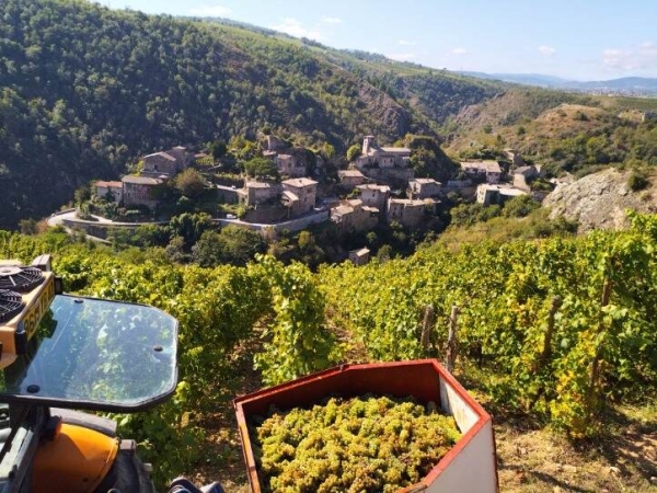 Vendanges tardives dans la Loire : les vignerons dans l’attente 