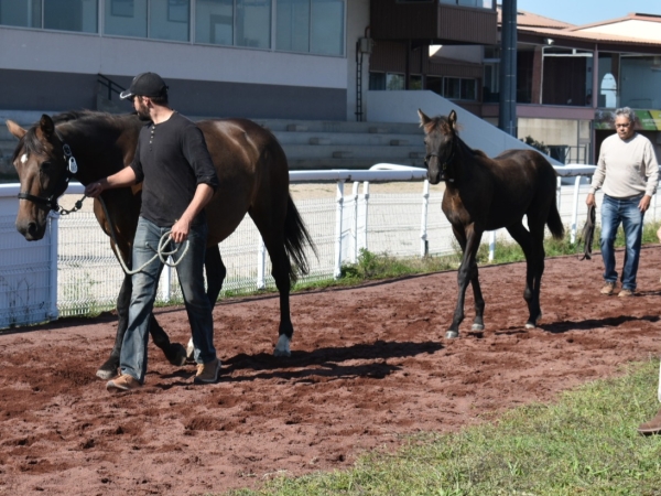 Un concours pour mettre en avant l'élevage du cheval de course