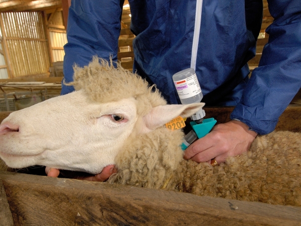 Des expériences diverses avec la FCO, mais la vaccination comme rempart