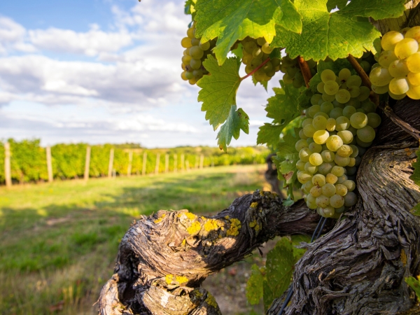 Le plan d’arrachage des vignes doit viser « les 60 000 ha »