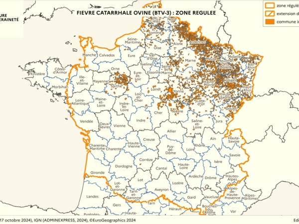 FCO-3 : premier cas dans la Loire