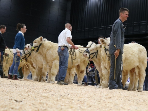 Fête du charolais : « Une jeunesse qui donne de l’élan »