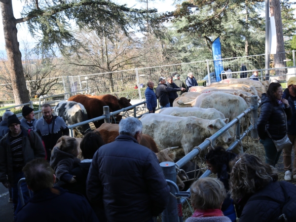 Foire de la Sainte Catherine : quel avenir pour les bovins ? 