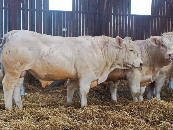 40 reproducteurs mâles charolais à vendre le 11 décembre