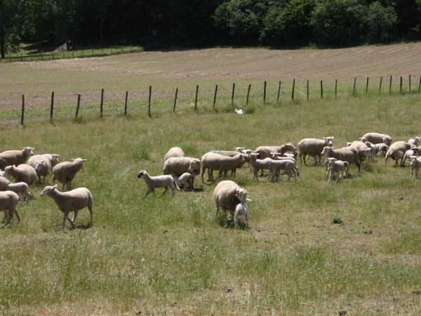 Pertes animales : quelles dérogations possibles dans le cadre de la Pac ?