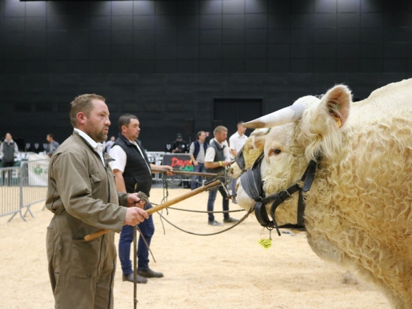 Revivez la Fête du charolais en images 