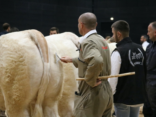 Concours des bovins charolais : retrouvez les palmarès