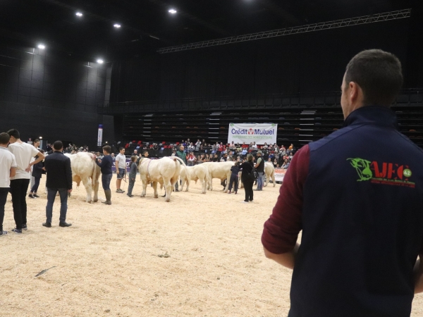 Ajec Loire : pour les jeunes passionnés par le Charolais