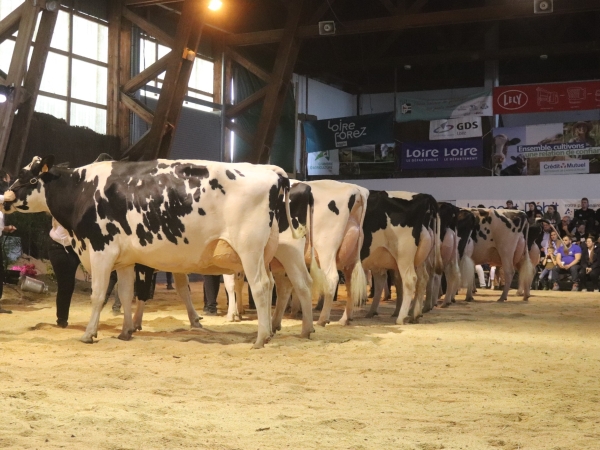 Holstein Passion 42 : des concours et des projets 