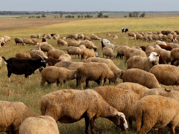 Les ovins et bovins viande sont les plus dépendants des aides Pac 