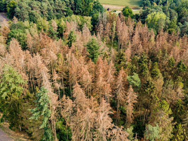 Comment se porte la forêt de la Loire ? 