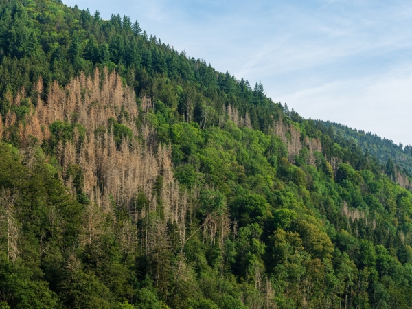 La forêt de la Loire face aux défis du réchauffement climatique