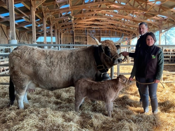 Olympe au royaume des plus belles créatures de la race Aubrac