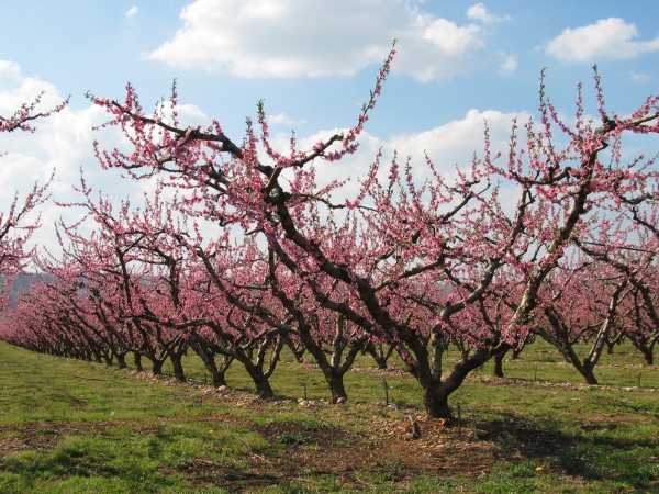 Arboriculture : s'adapter aux contraintes de production