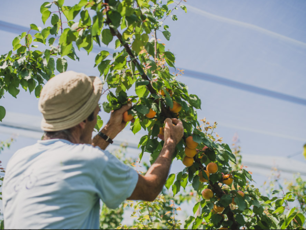 L’arboriculture en proie au changement climatique