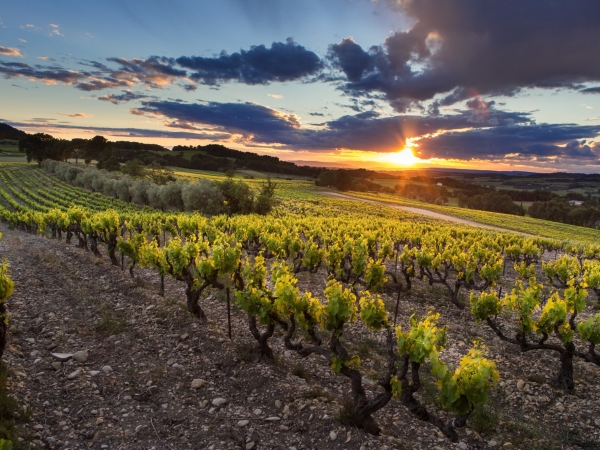 Le vin à l’épreuve du changement climatique