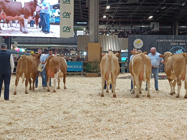 Plusieurs vaches de la Loire ont pris la direction de Paris