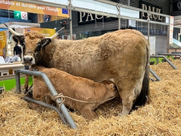 Les vaches de la Loire bien arrivées au SIA