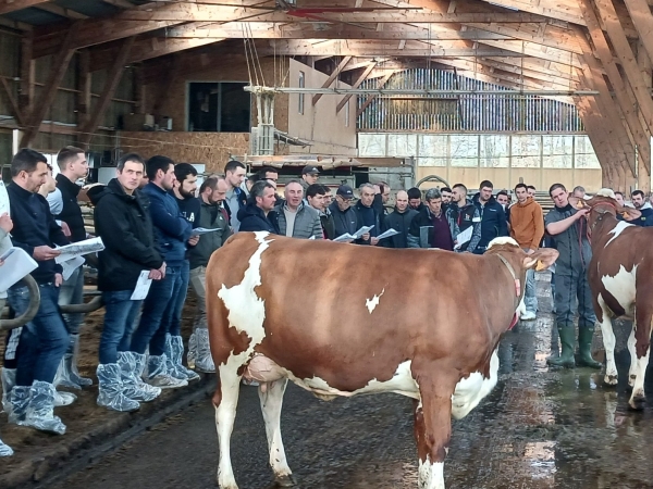 Dynamisme et excellence, les éleveurs montbéliards à l’honneur dans la Loire