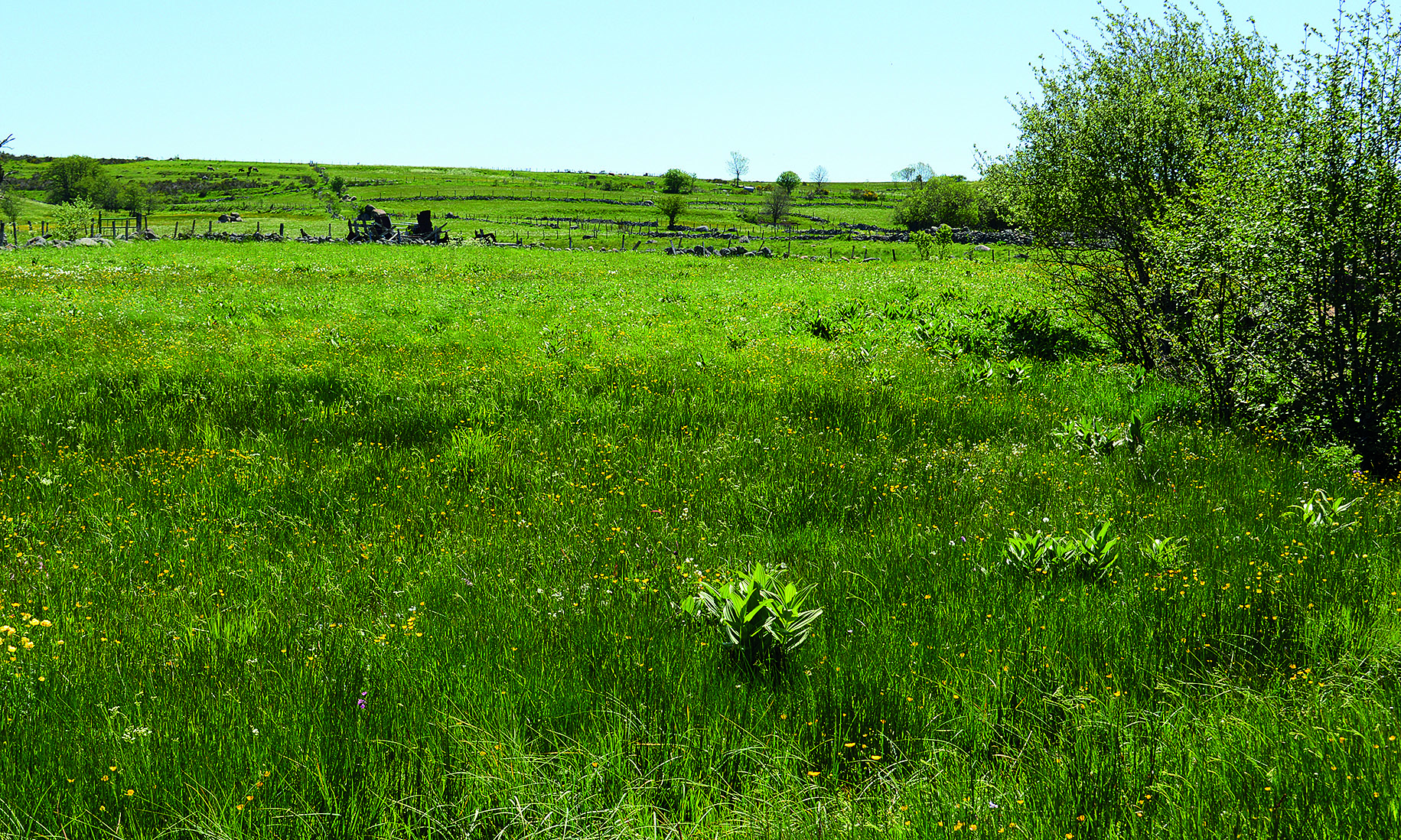 Prairies sensibles : des solutions en vue pour les éleveurs 