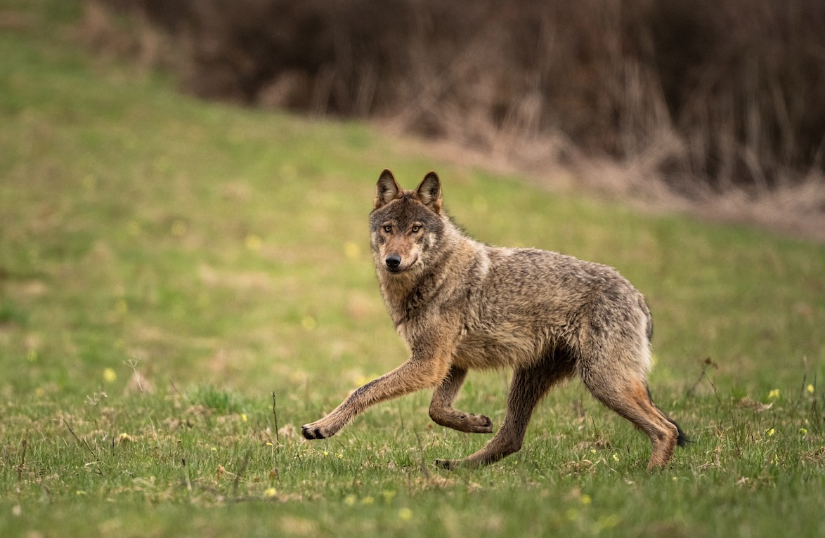 Loup : Michel Barnier à l’écoute des éleveurs  