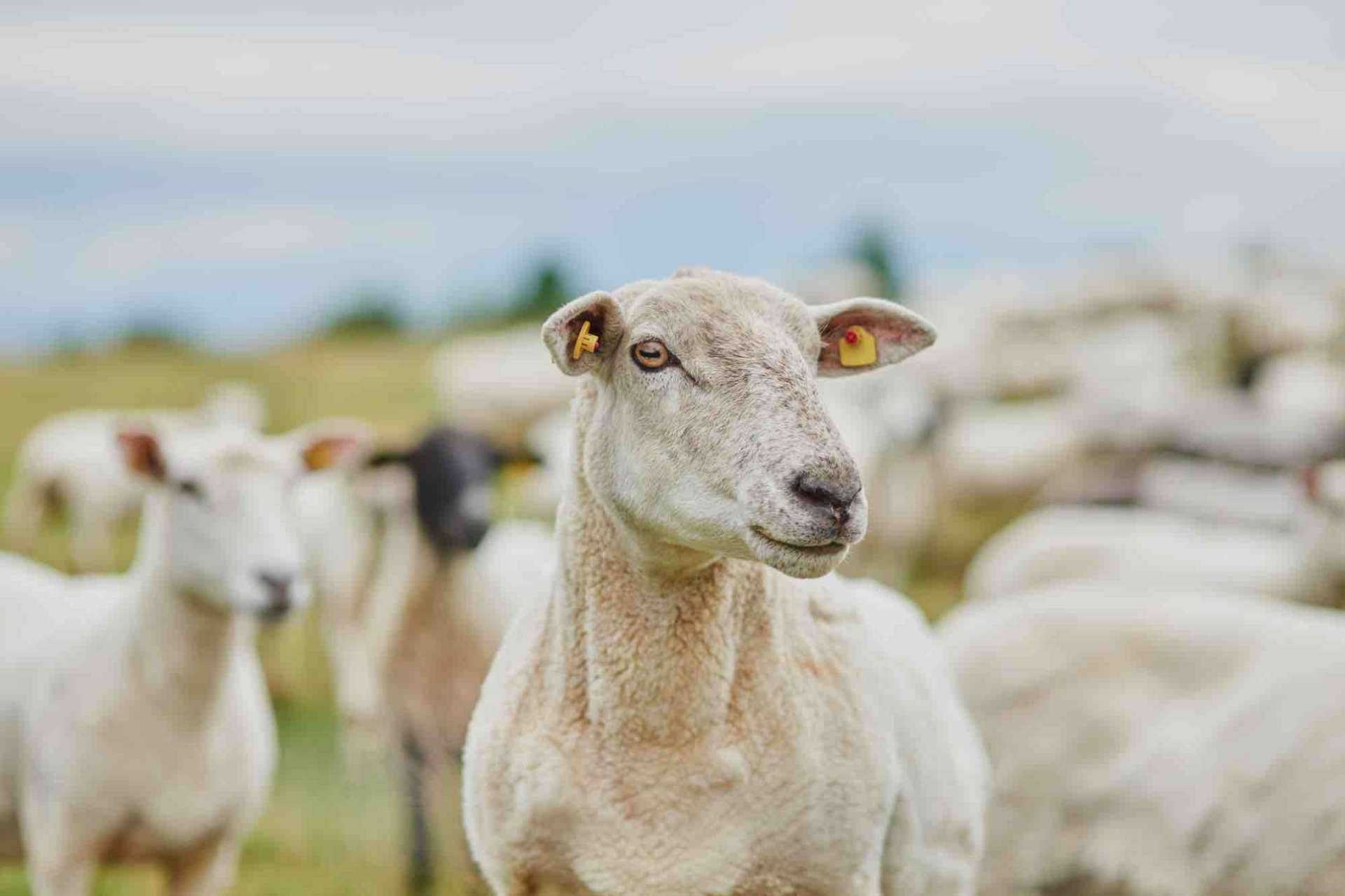 Abattage d'ovins en baisse, prix record de l'agneau en 2024