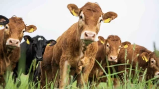 Les cours européens de viande bovine s’emballent
