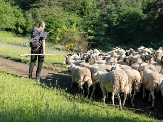 La FCO est toujours présente dans l’Hexagone