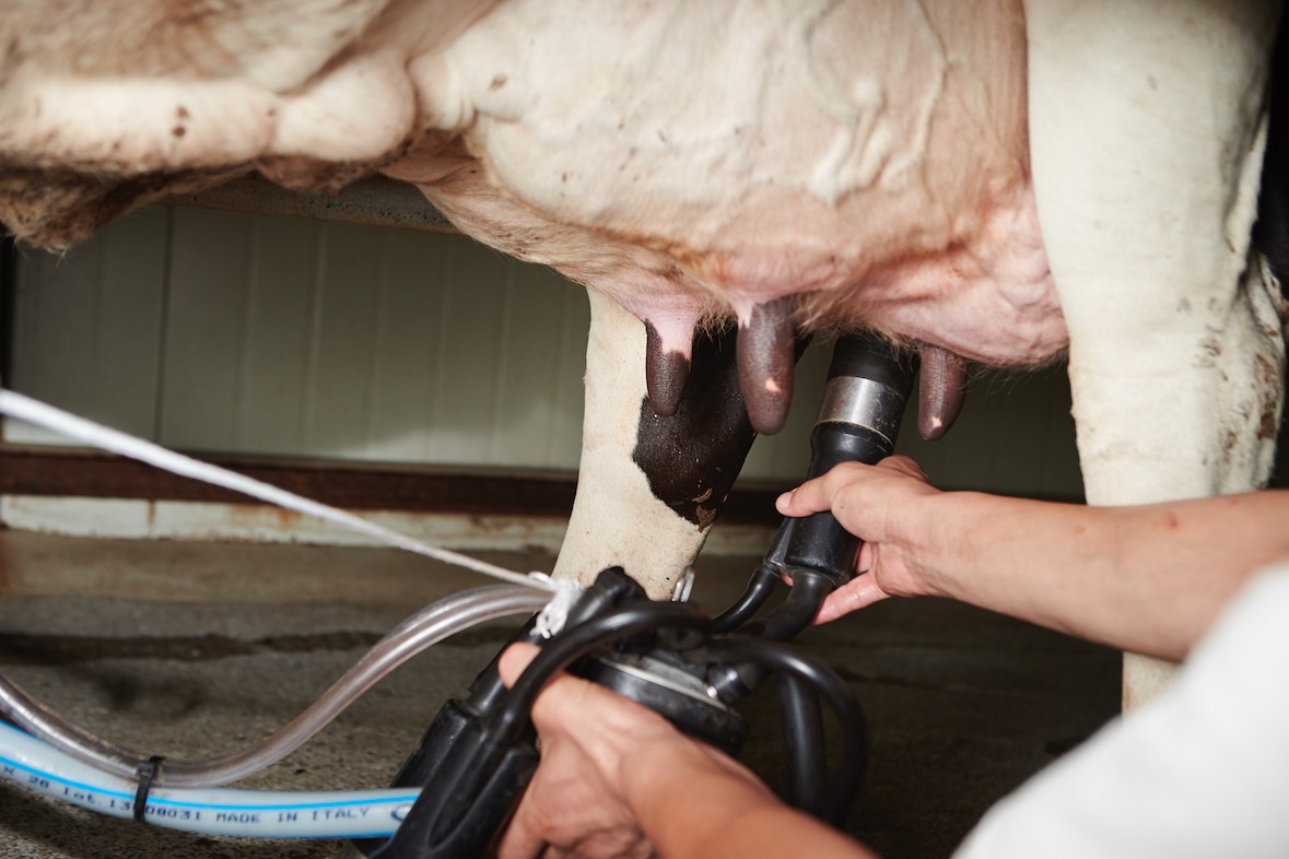 La collecte de lait en augmentation de 1,1 % sur un an 