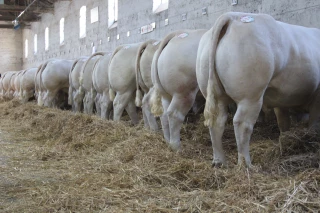 Comice de Feurs : un « marché » d’animaux de boucherie se confirme