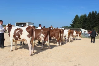 Races laitières : vers un concours début juillet