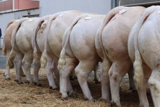 Comice 2021 : palmarès du concours d'animaux de boucherie charolais