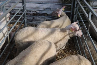 Comice 2021 : palmarès du concours d'agneaux de boucherie