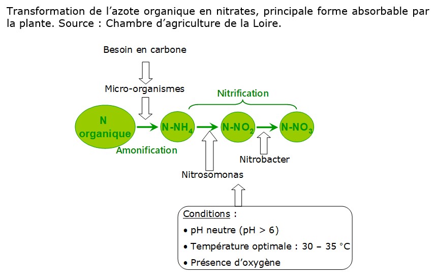 Schéma simplifié du cycle de l'azote au sein d'un système sol-arbre en