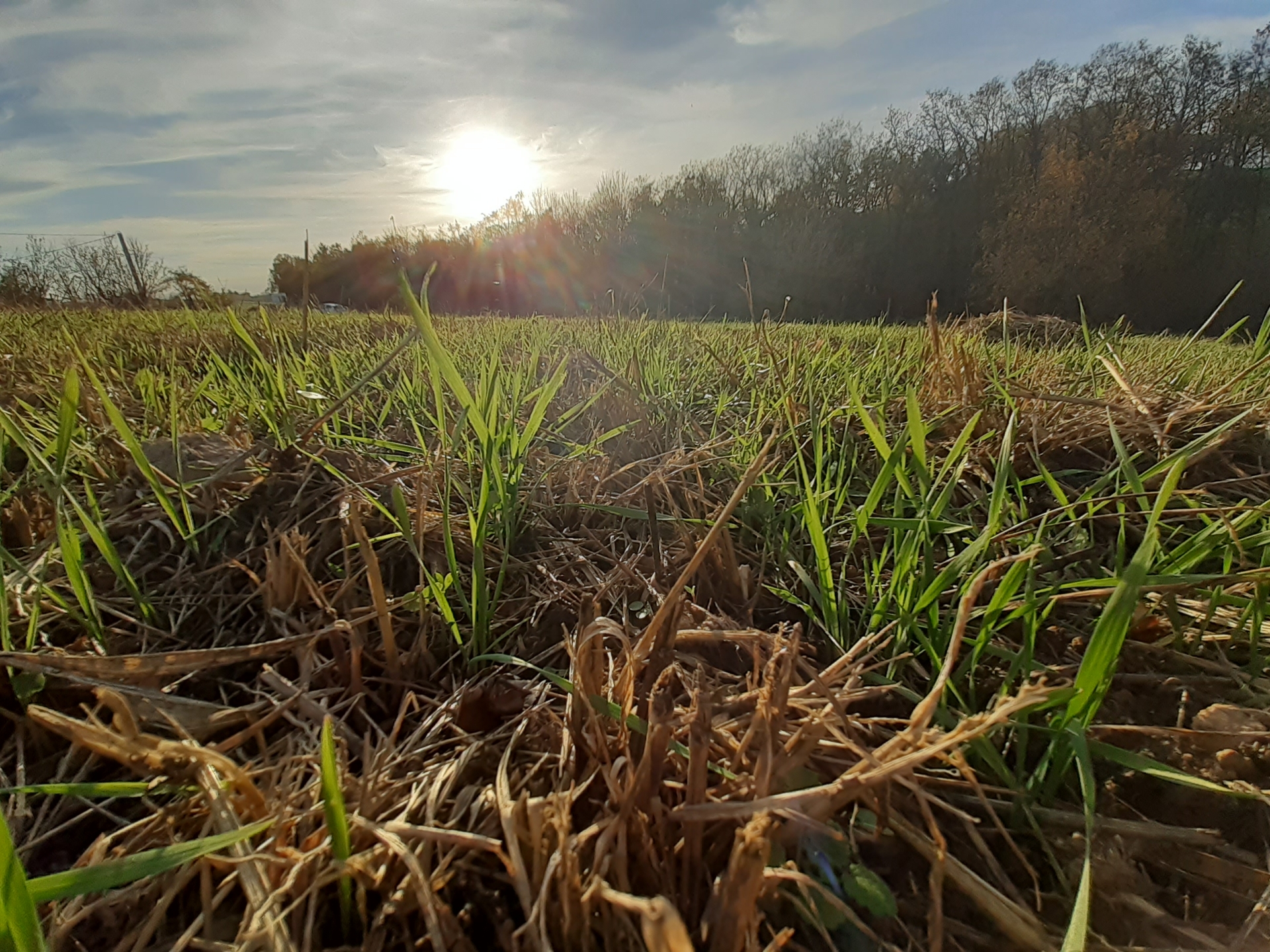 Fertilisation : la disponibilité de l'azote dans le sol - Paysans de la  Loire, média d'information agricole et rurale