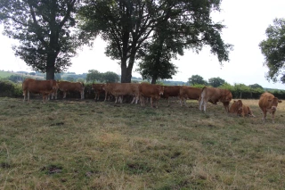 Les éleveurs limousins ne manquent pas de projets