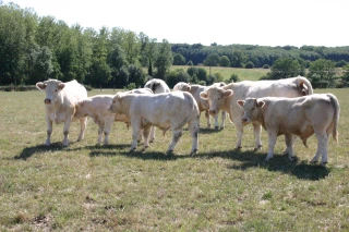 Bovins allaitants : ouverture du dispositif d’aide exceptionnelle