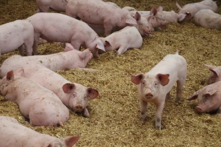 Aide d’urgence pour les éleveurs de porcs