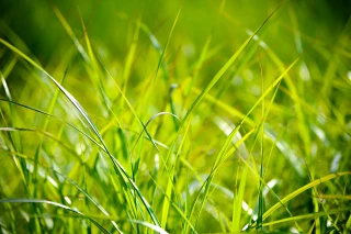 Une pousse d’herbe en-deçà de la moyenne