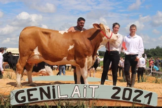 Race Simmental : portes ouvertes et vente de génisses