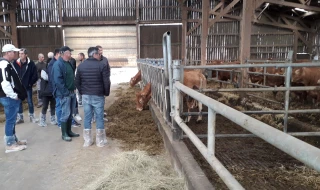 Les éleveurs limousins veulent miser sur les jeunes