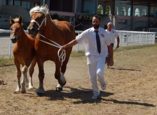 Un concours « modèles et allures » prometteur