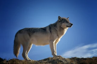 Face aux loups, la santé des éleveurs est en perdition